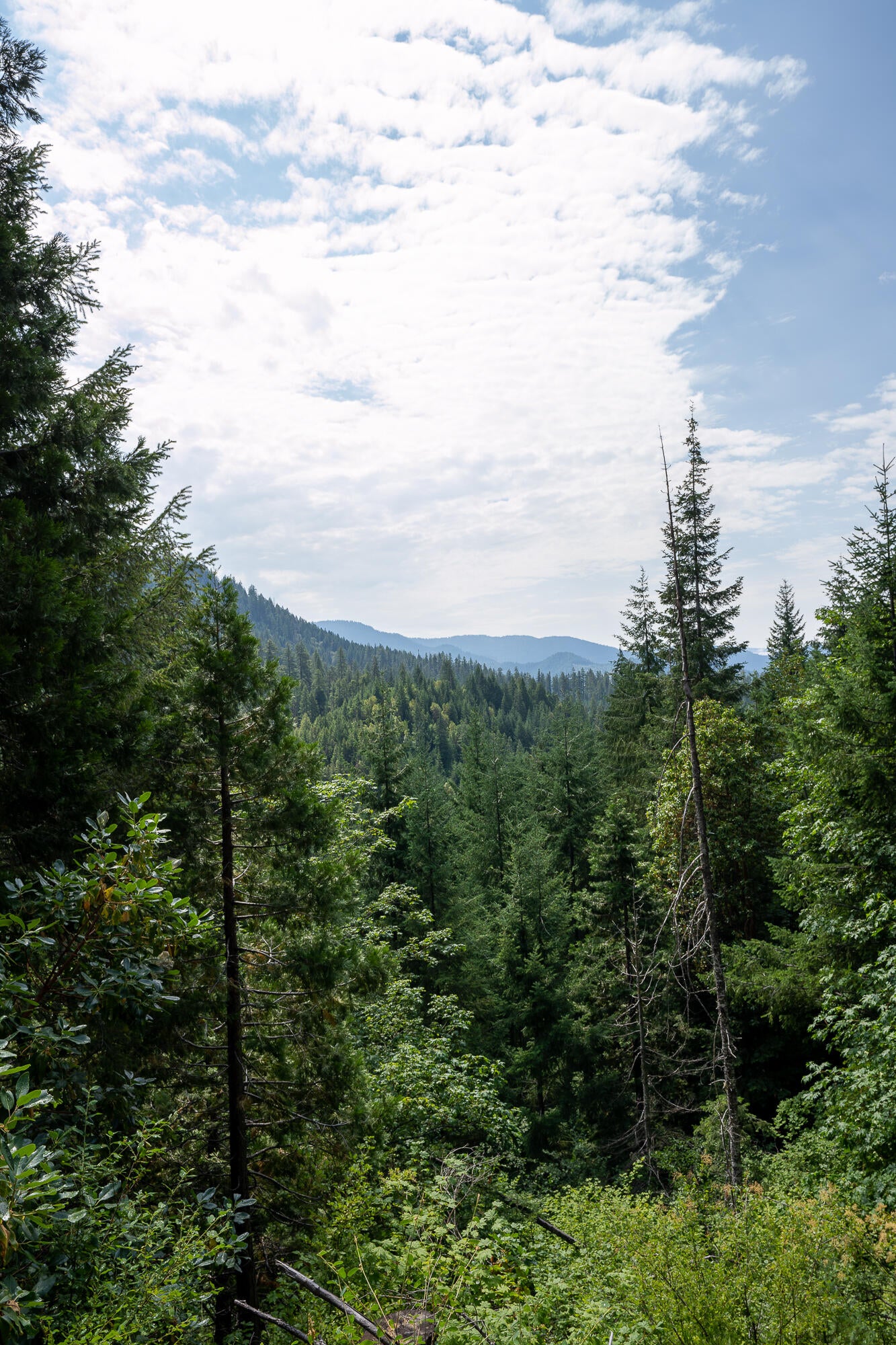 14083 Elk Creek Road Trail, OR 97541 - Photo 10 of 21 Pic 11