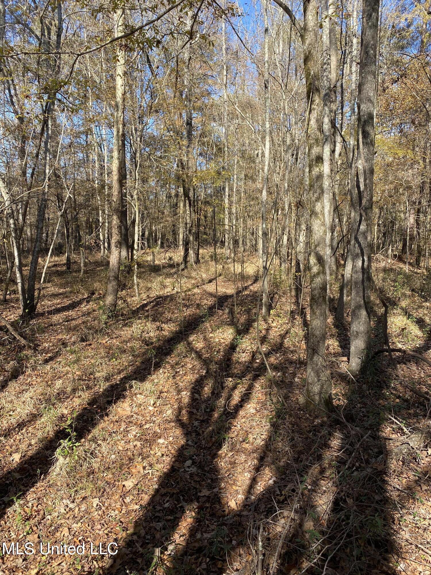 0 Northeast Old Robinson Road Carthage, MS 39051 - Photo 19 of 25 IMG_2094