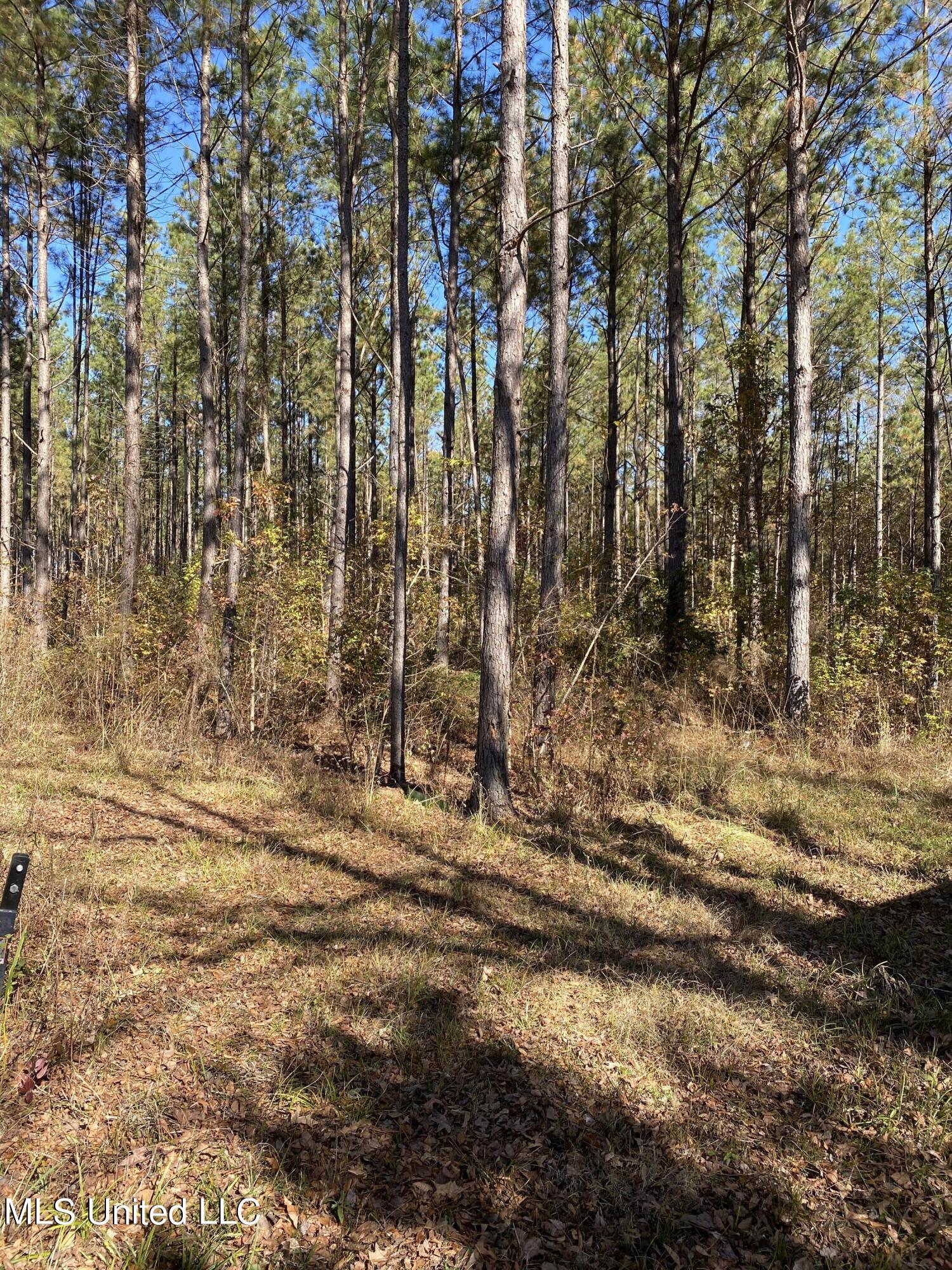 0 Northeast Old Robinson Road Carthage, MS 39051 - Photo 8 of 25 IMG_2119