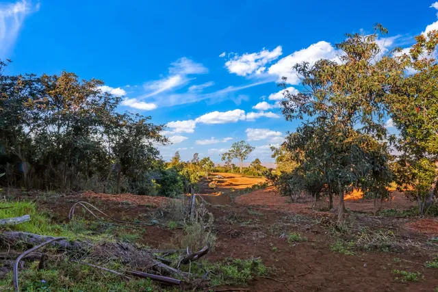 a view of a yard with plants and trees