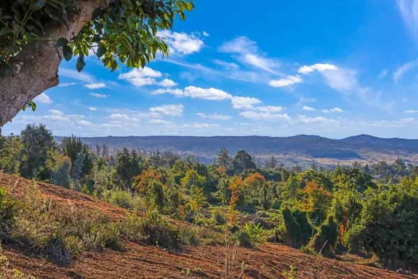 a view of a city with lush green forest