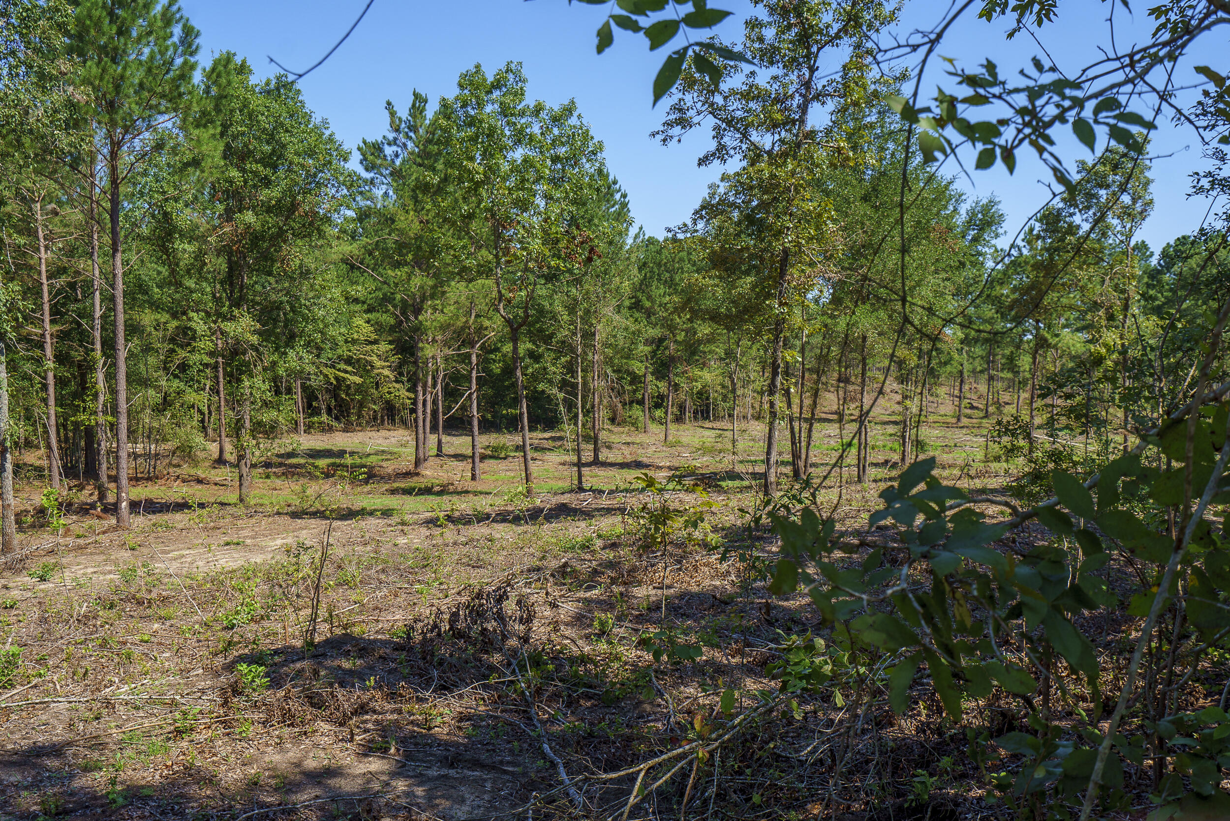 Lot 2 Bluffwood Road Wagener, SC 29164 - Photo 3 of 9