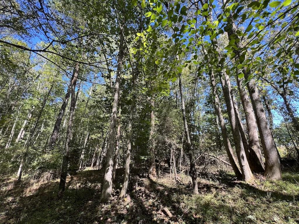 1 Sims Bridge Road Kittrell, NC 27544 - Photo 6 of 30 Photo 6