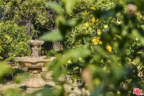 a view of a flower in a garden