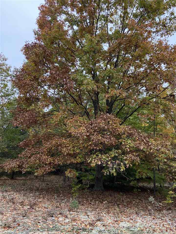 11-acres Milarch Road Onekama, MI 49675 - Photo 27 of 37