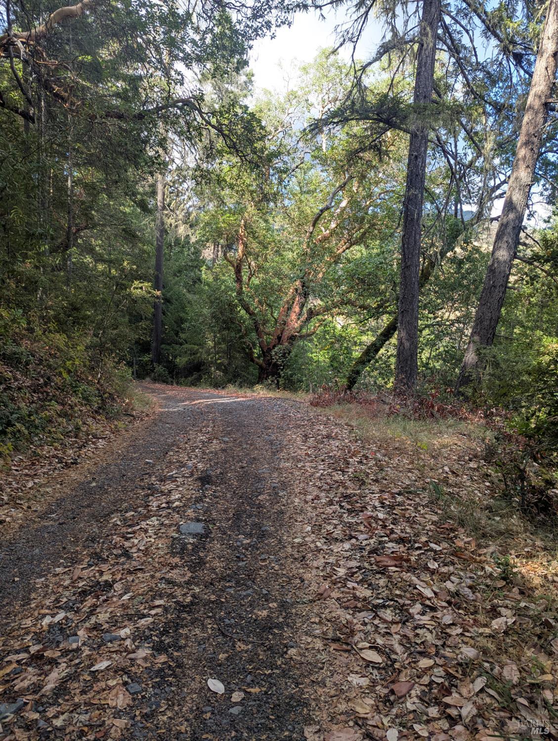 59202 George Washington Rock Road Laytonville, CA 95454 - Photo 34 of 34 a view of a forest with trees in the background