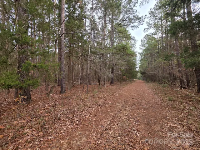 a view of a forest with trees in the background