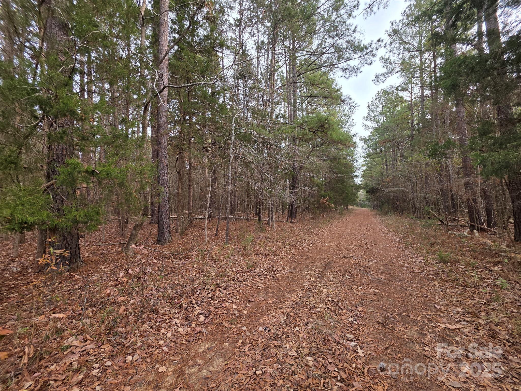 a view of a forest with trees in the background