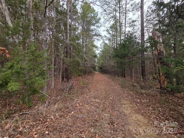 a view of a forest with trees in the background