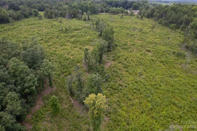 a view of a lush green forest with trees and some trees