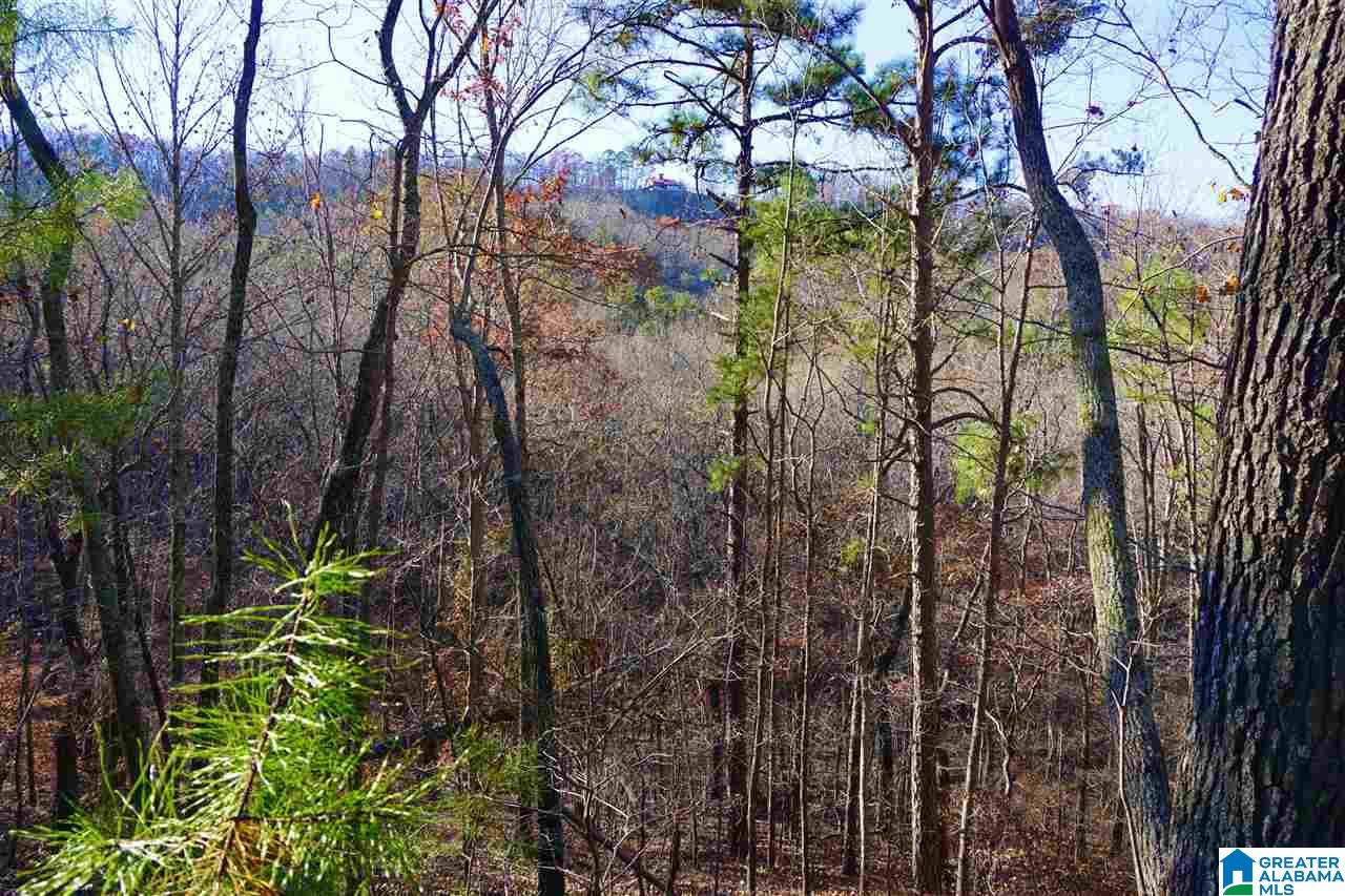 0 Whites Gap Road Jacksonville, AL 36265 - Photo 13 of 31