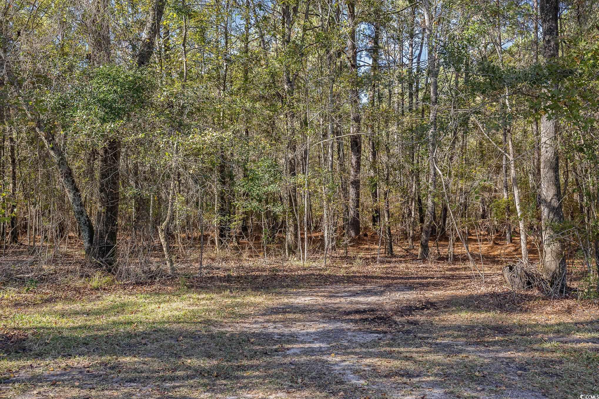 1555 Big Swamp Road Pamplico, SC 29583 - Photo 10 of 40