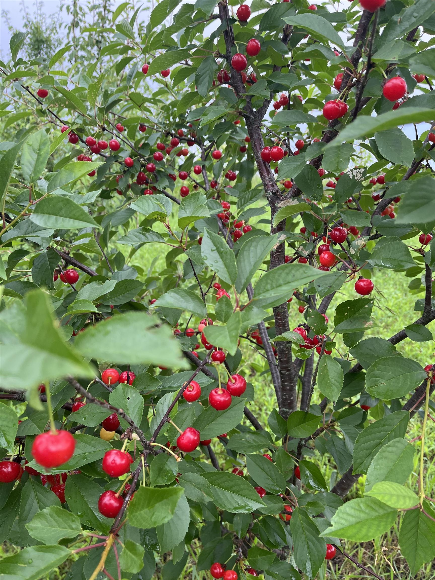 7983 Maurer Road Verona, WI 53593 - Photo 77 of 87