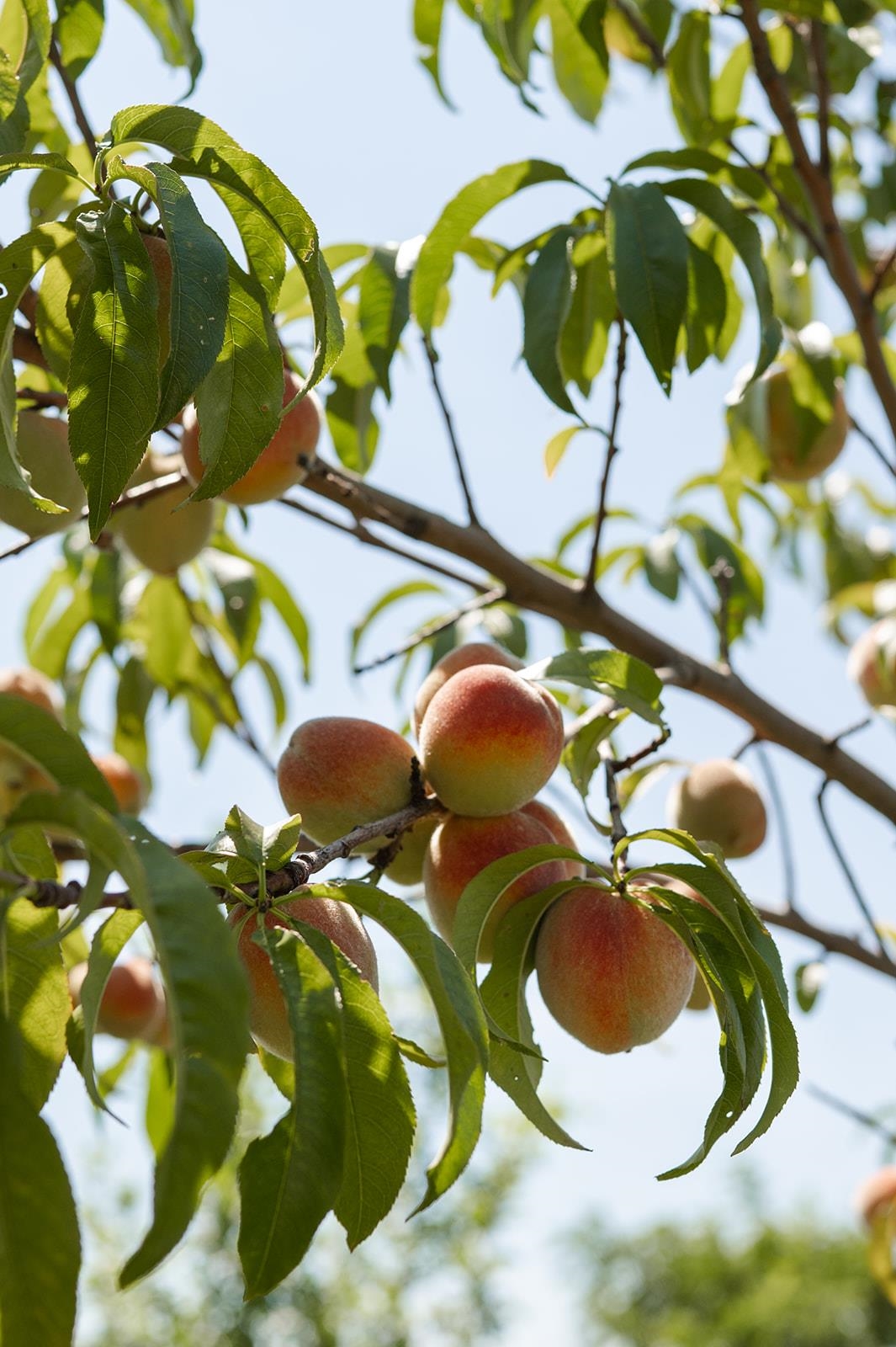7983 Maurer Road Verona, WI 53593 - Photo 78 of 87