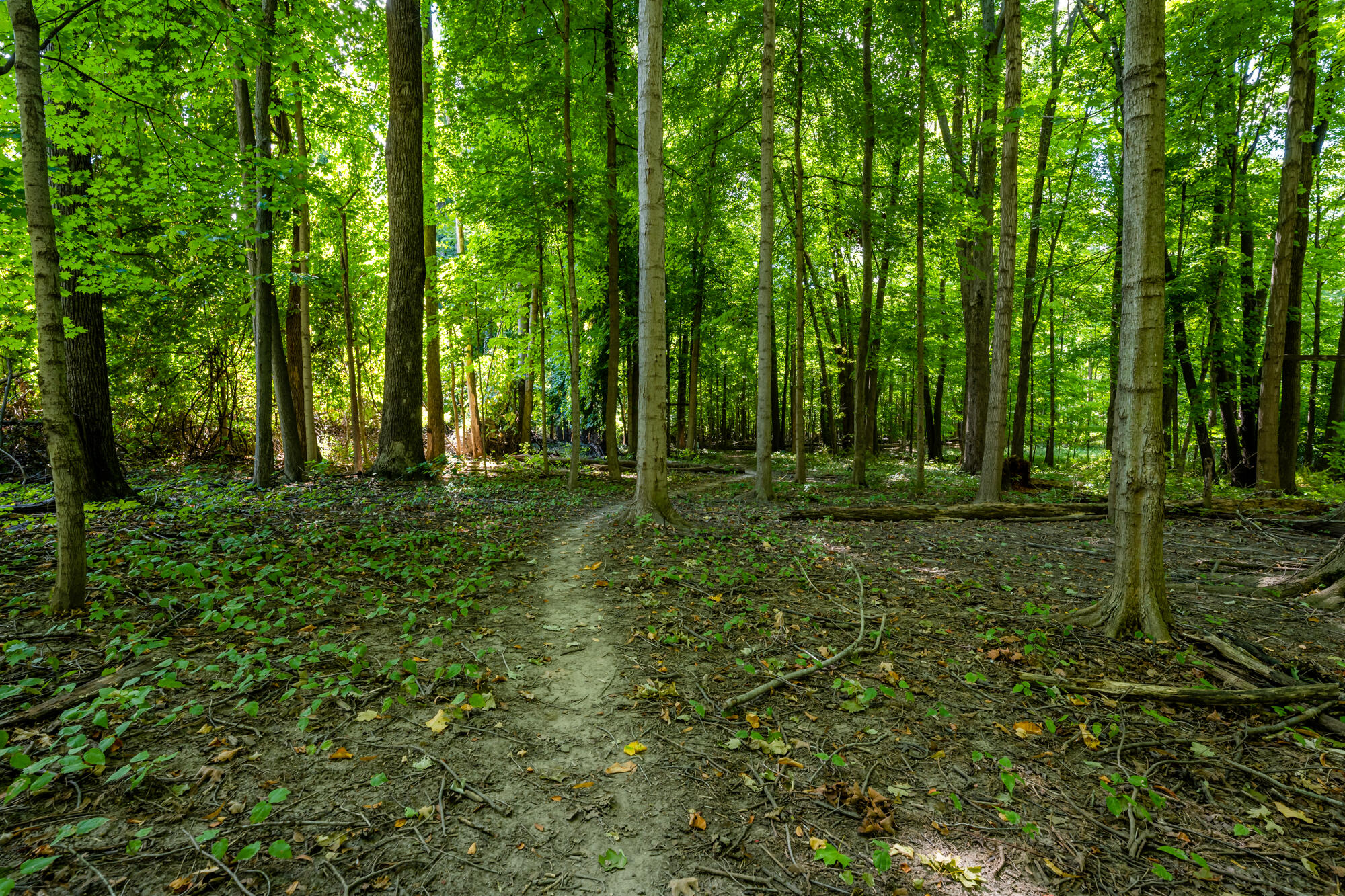 8006 Forest Beach Road Watervliet, MI 49098 - Photo 24 of 29 Forest Beach-126