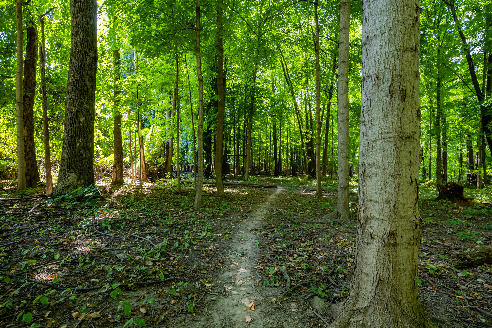 8006 Forest Beach Road Watervliet, MI 49098 - Photo 25 of 29 Forest Beach-127