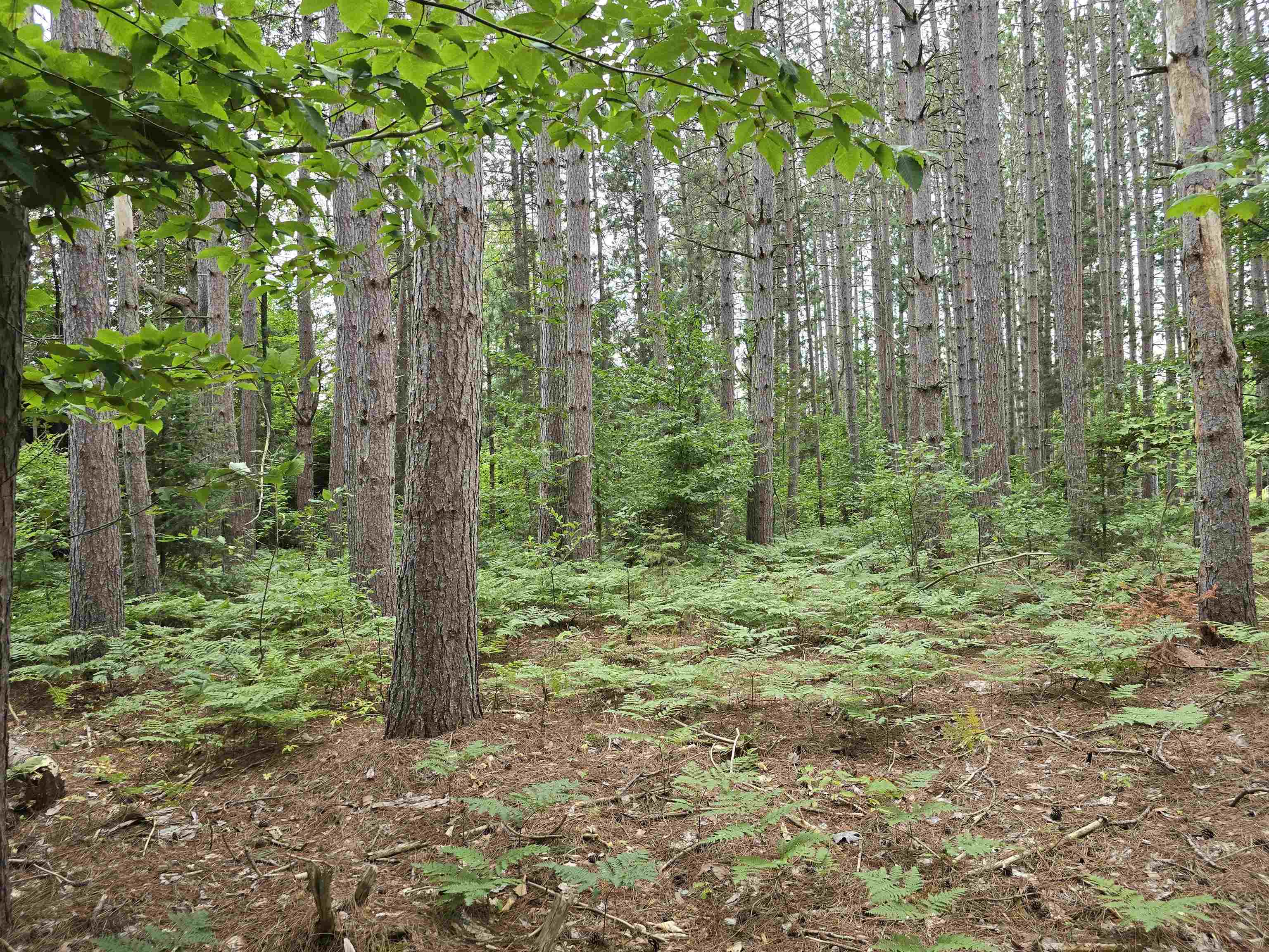 10.11-acres Golden Road Southeast Kalkaska, MI 49646 - Photo 12 of 17