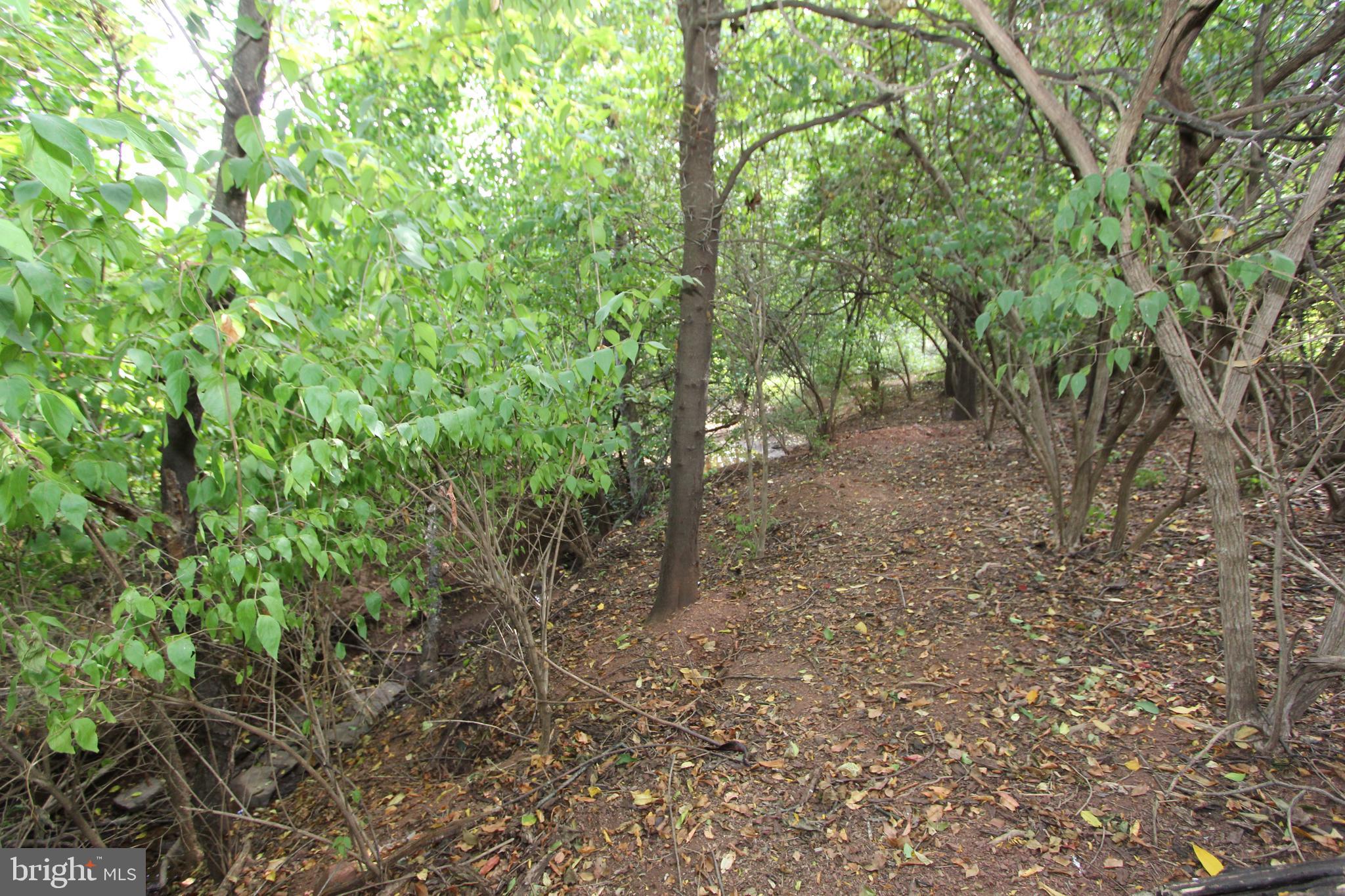 6670 Springhill Drive Frederick, MD 21702 - Photo 85 of 98 a view of a forest with trees in the background