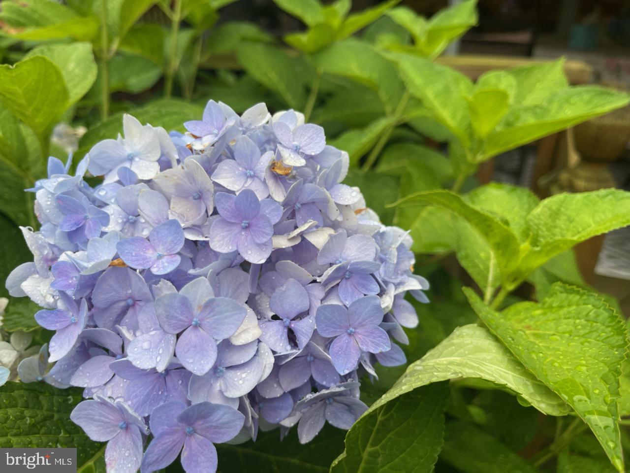 60 East Clearfield Road Havertown, PA 19083 - Photo 43 of 57 a close up of a white flower in a garden