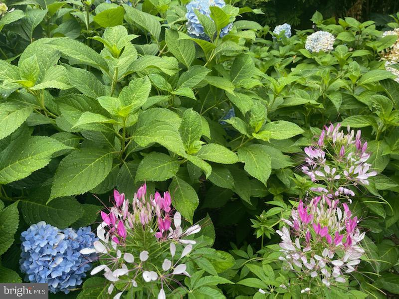 60 East Clearfield Road Havertown, PA 19083 - Photo 48 of 57 a bunch of flowers