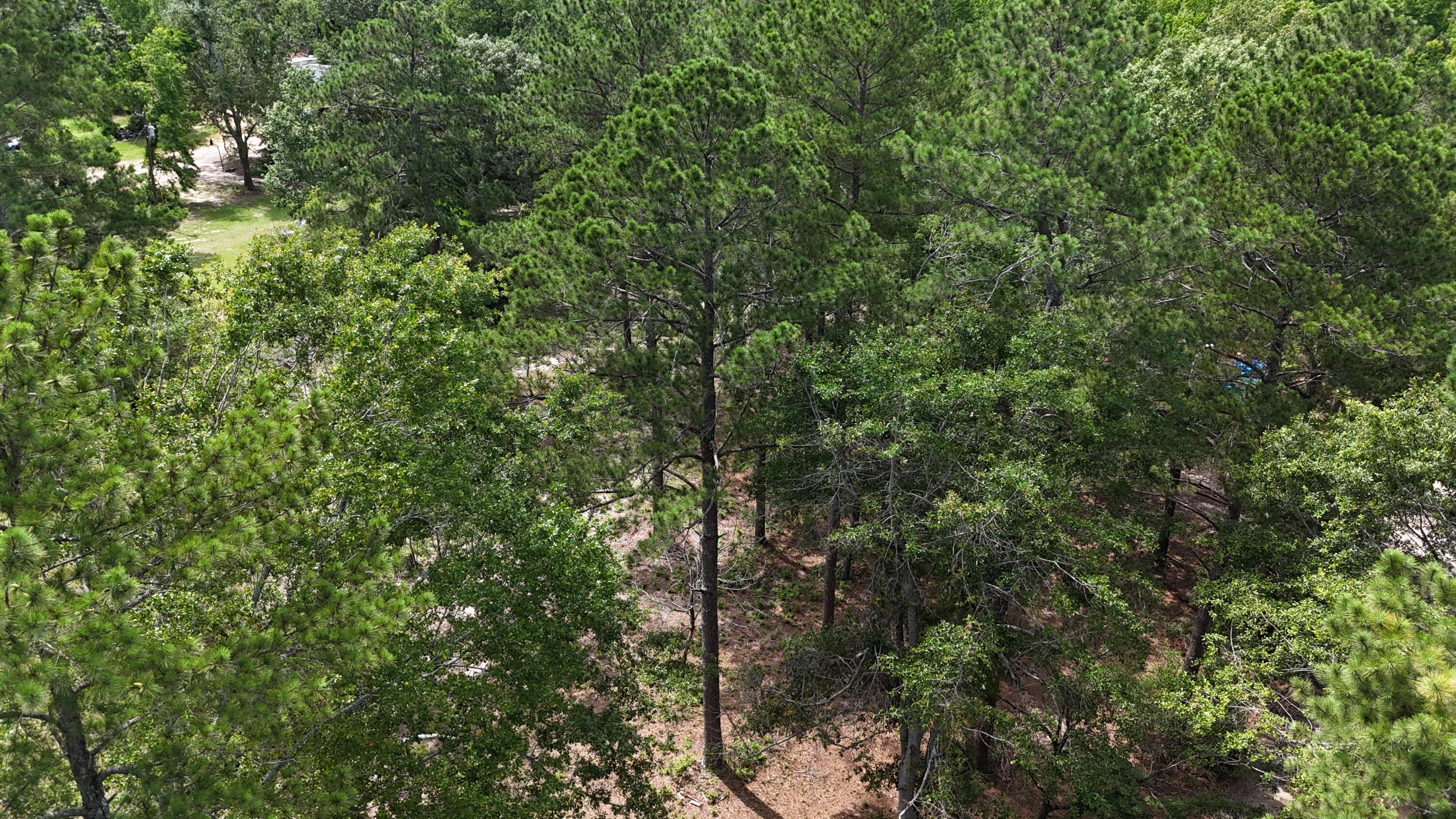 2039 McDade Road Hephzibah, GA 30815 - Photo 10 of 20 DJI_20250608133352_0066_D