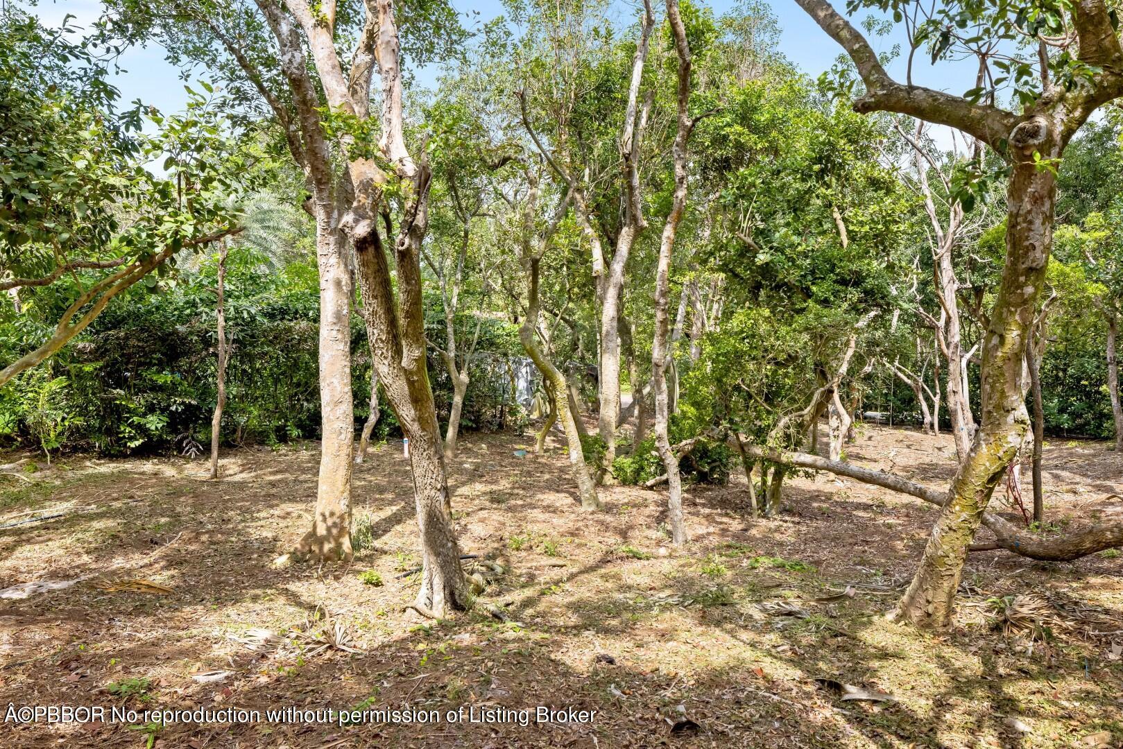 310 South Beach Road Jupiter Island, FL 33455 - Photo 31 of 32 Wooded Area