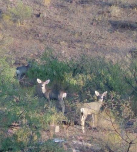 4747 East Walnut Spring Road Douglas, AZ 85607 - Photo 4 of 21