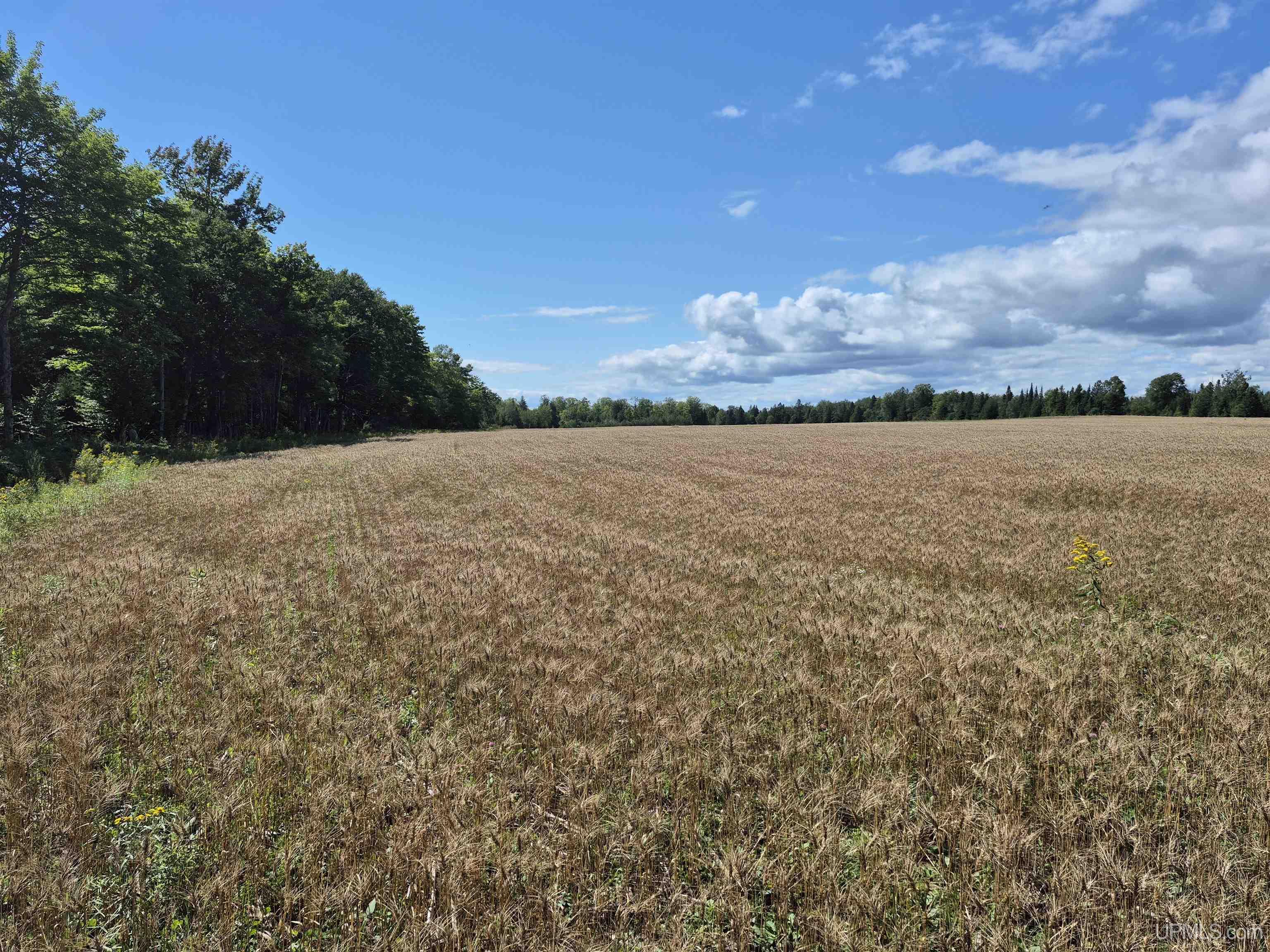 160-acres Halverson Road Gulliver, MI 49840 - Photo 15 of 35
