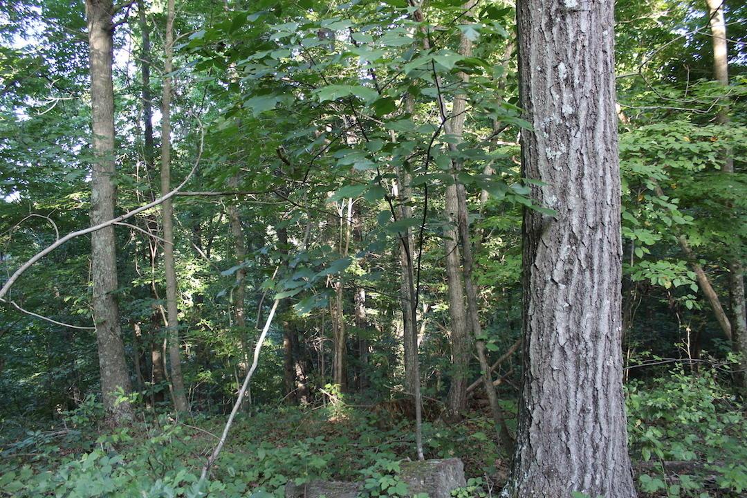 0 Boyer Road Wheelersburg, OH 45694 - Photo 16 of 30