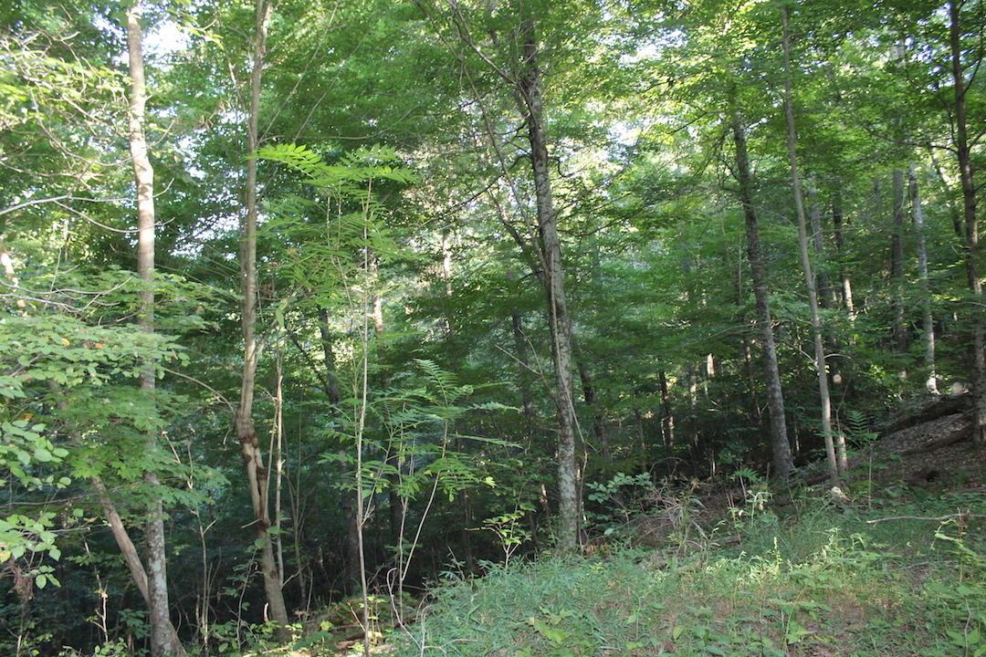 0 Boyer Road Wheelersburg, OH 45694 - Photo 17 of 30