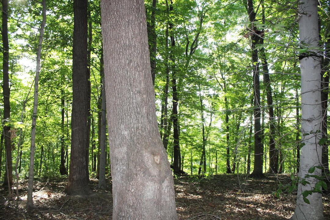 0 Boyer Road Wheelersburg, OH 45694 - Photo 5 of 30