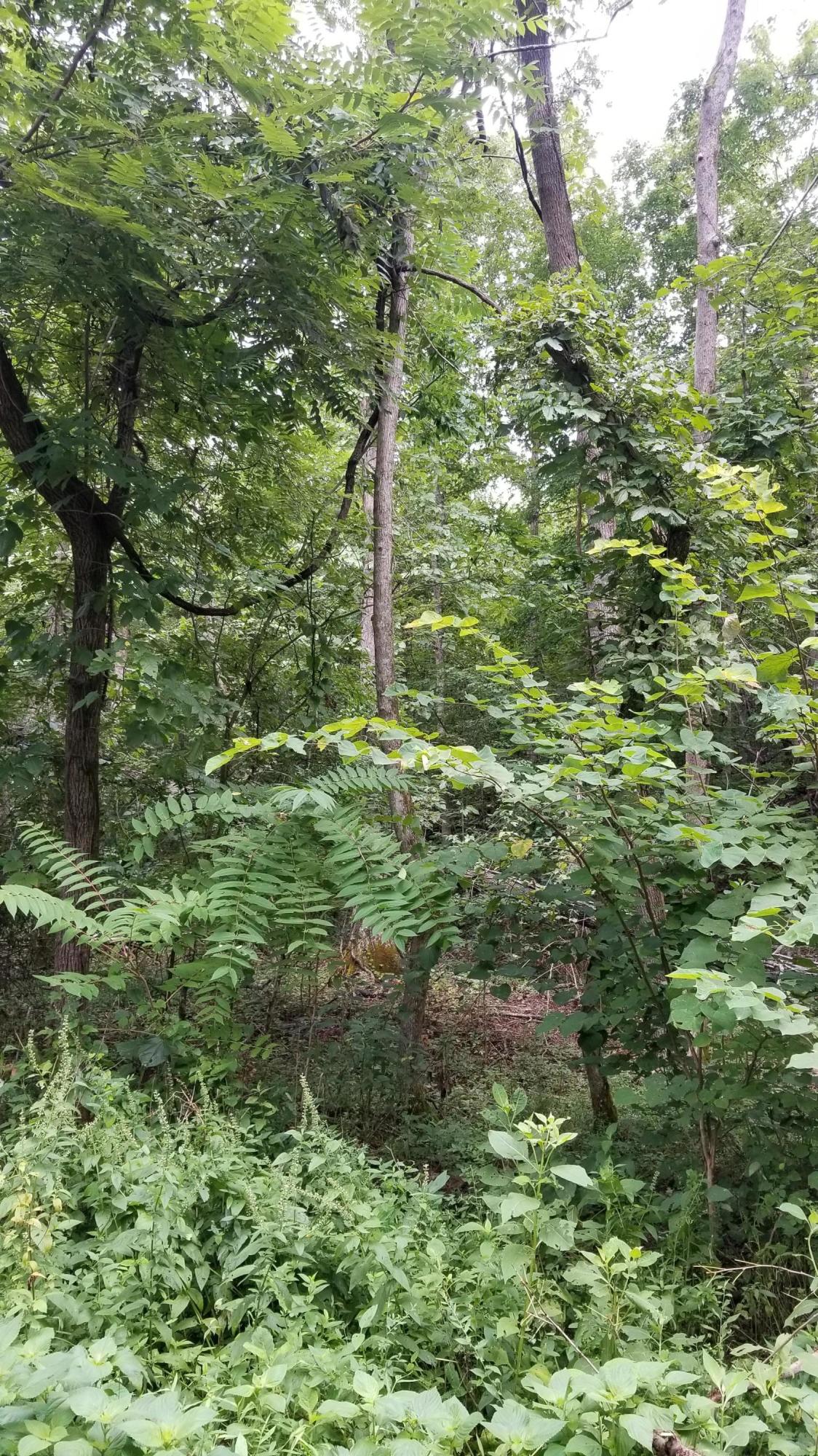10.18-acre Stump Hollow Road Spring City, TN 37381 - Photo 3 of 17 3