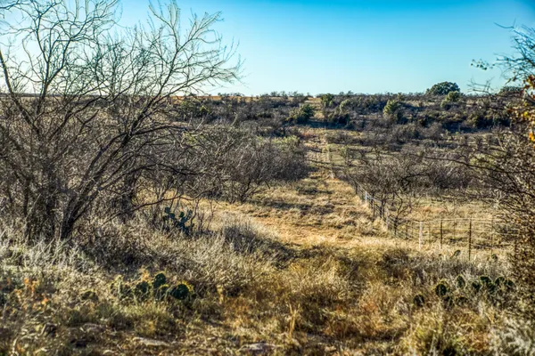 a view of a bunch of trees and bushes