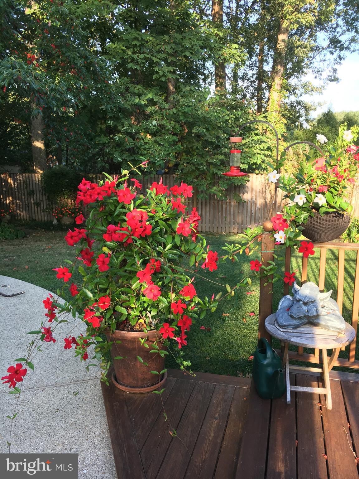 1017 Windmill Lane Silver Spring, MD 20905 - Photo 6 of 8 Stained Deck & Seasonal Flowers