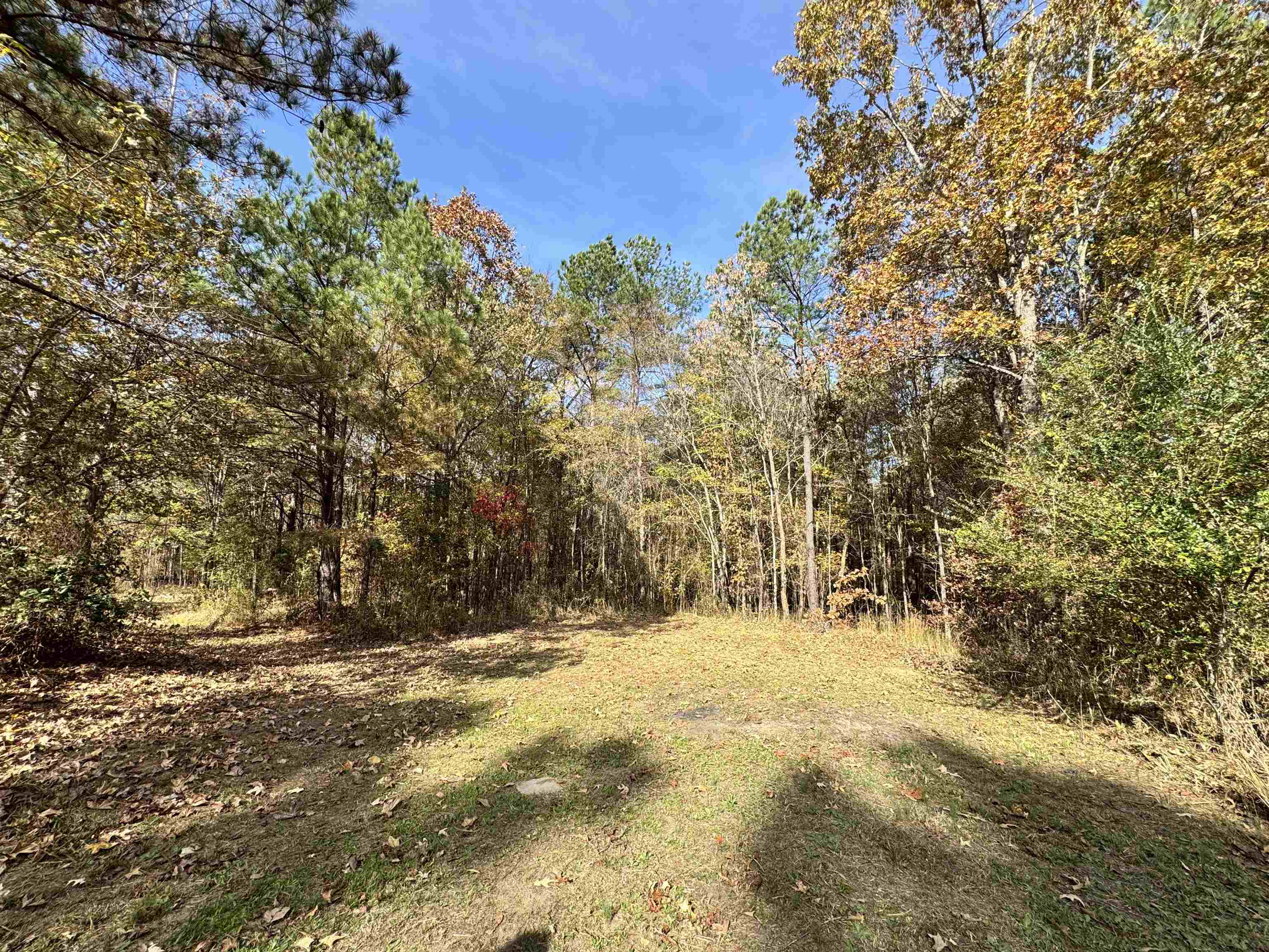 855 Beason Drive Morris Chapel, TN 38361 - Photo 19 of 21 a view of large yard