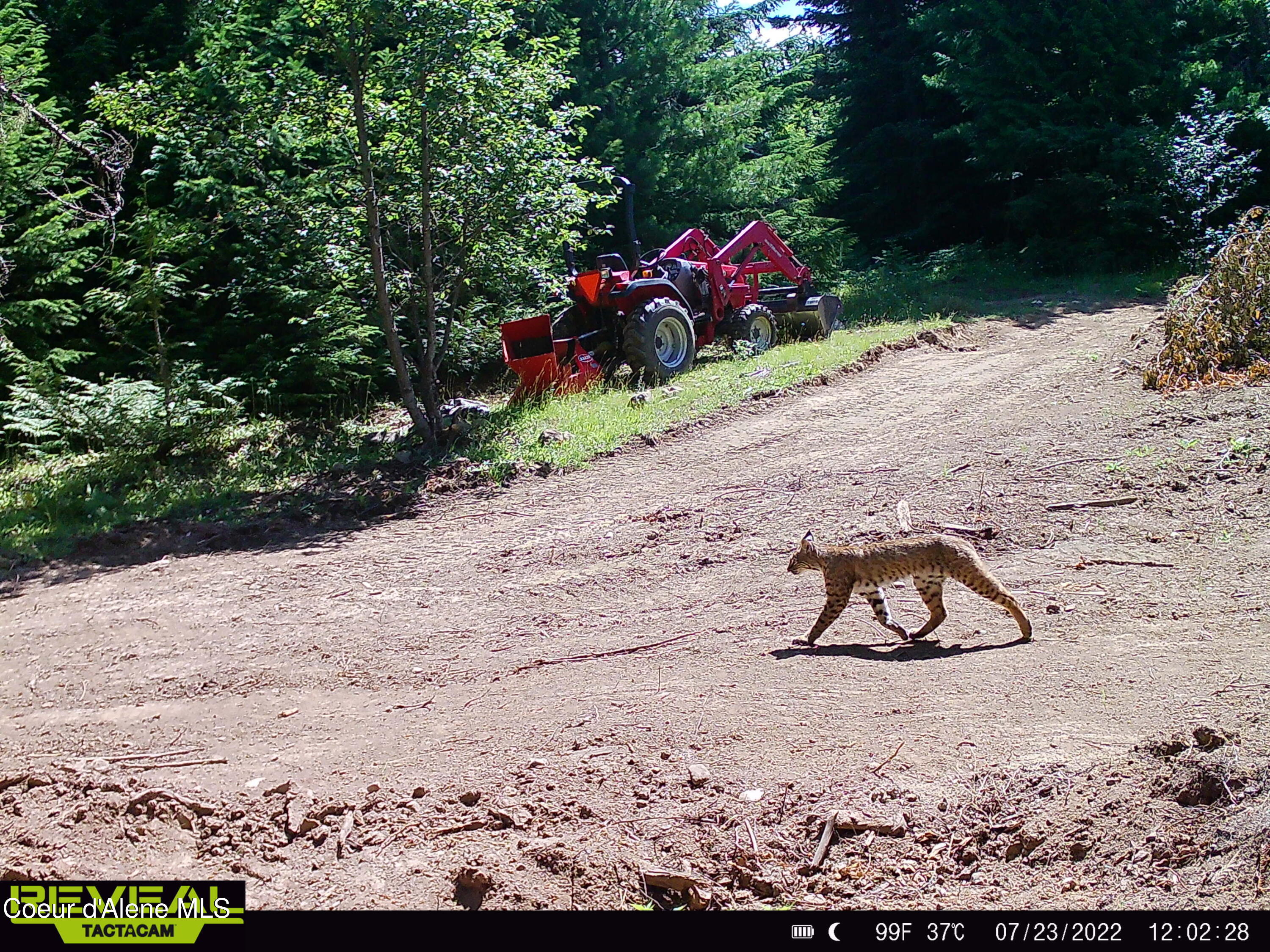 900 Rising Hawk Rdg Road Sandpoint, ID 83864 - Photo 15 of 28 Canada Lynx
