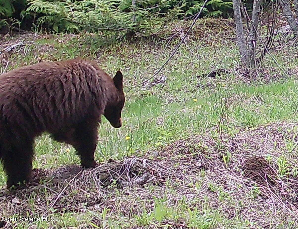 900 Rising Hawk Rdg Road Sandpoint, ID 83864 - Photo 16 of 28 Momma Bear