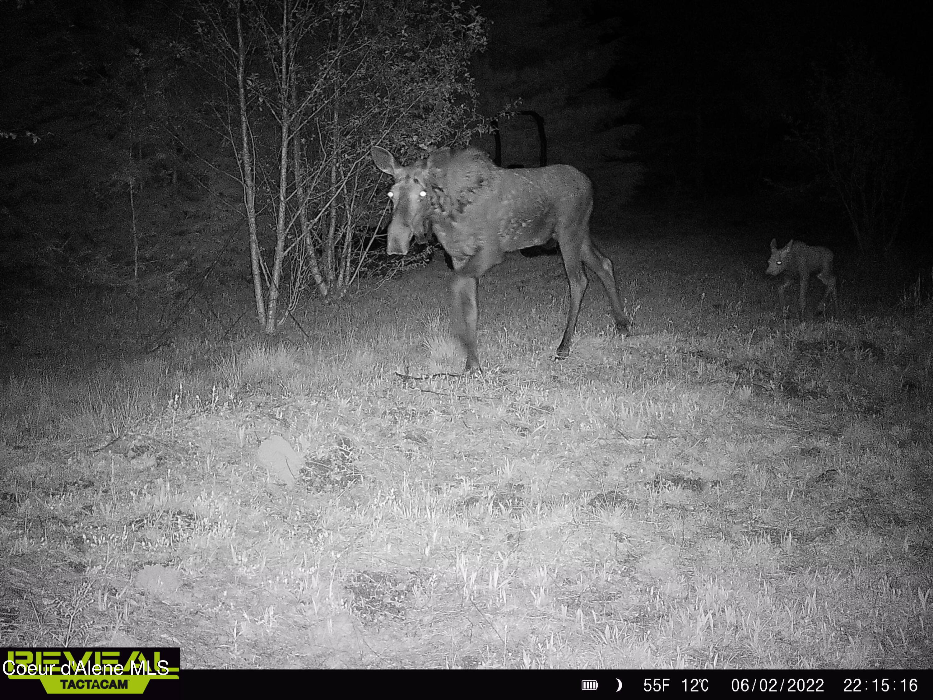900 Rising Hawk Rdg Road Sandpoint, ID 83864 - Photo 17 of 28 Moose 1
