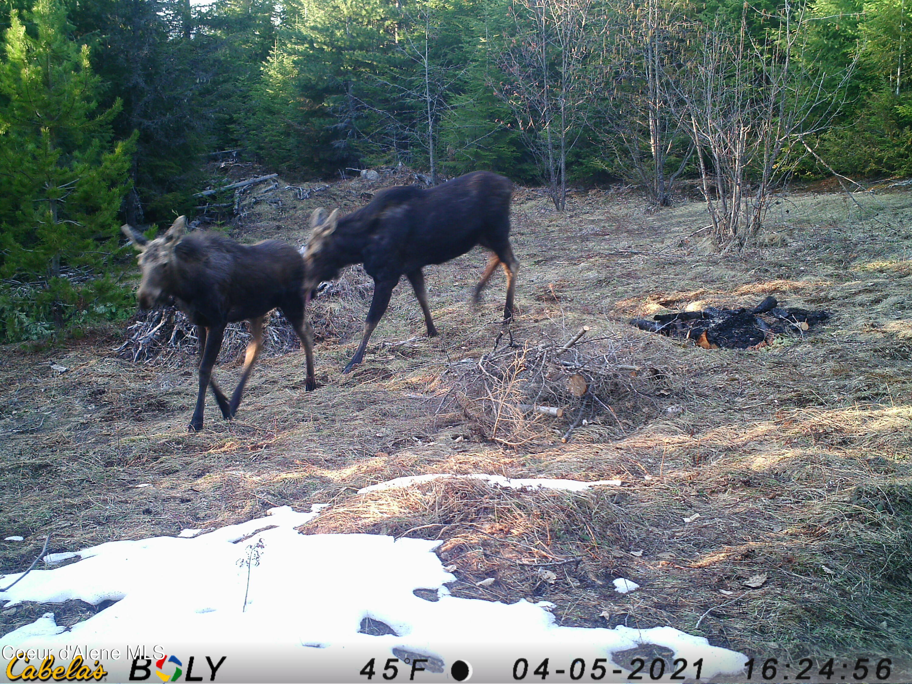 900 Rising Hawk Rdg Road Sandpoint, ID 83864 - Photo 18 of 28 Moose 2