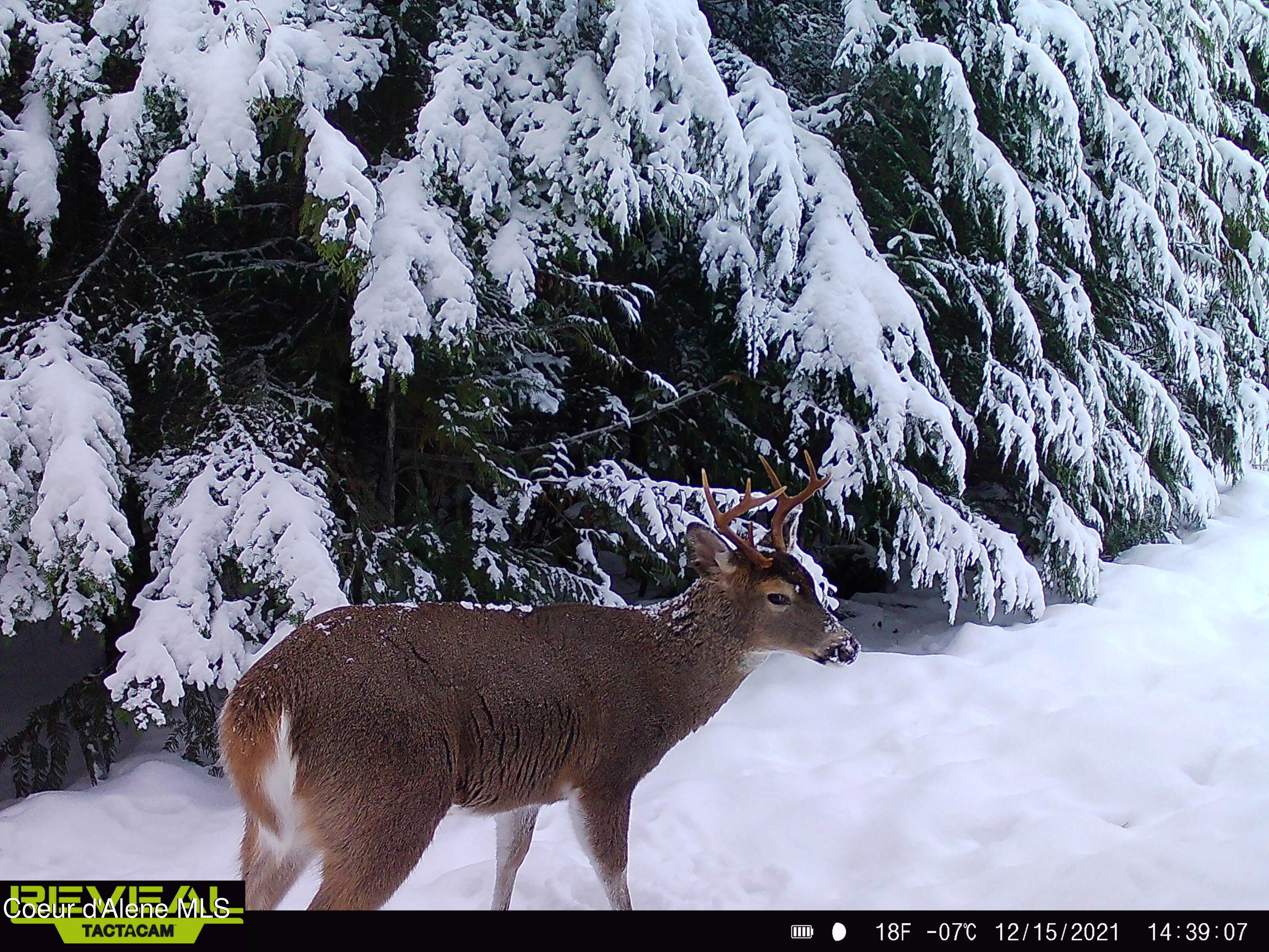 900 Rising Hawk Rdg Road Sandpoint, ID 83864 - Photo 20 of 28 Whitetail Buck