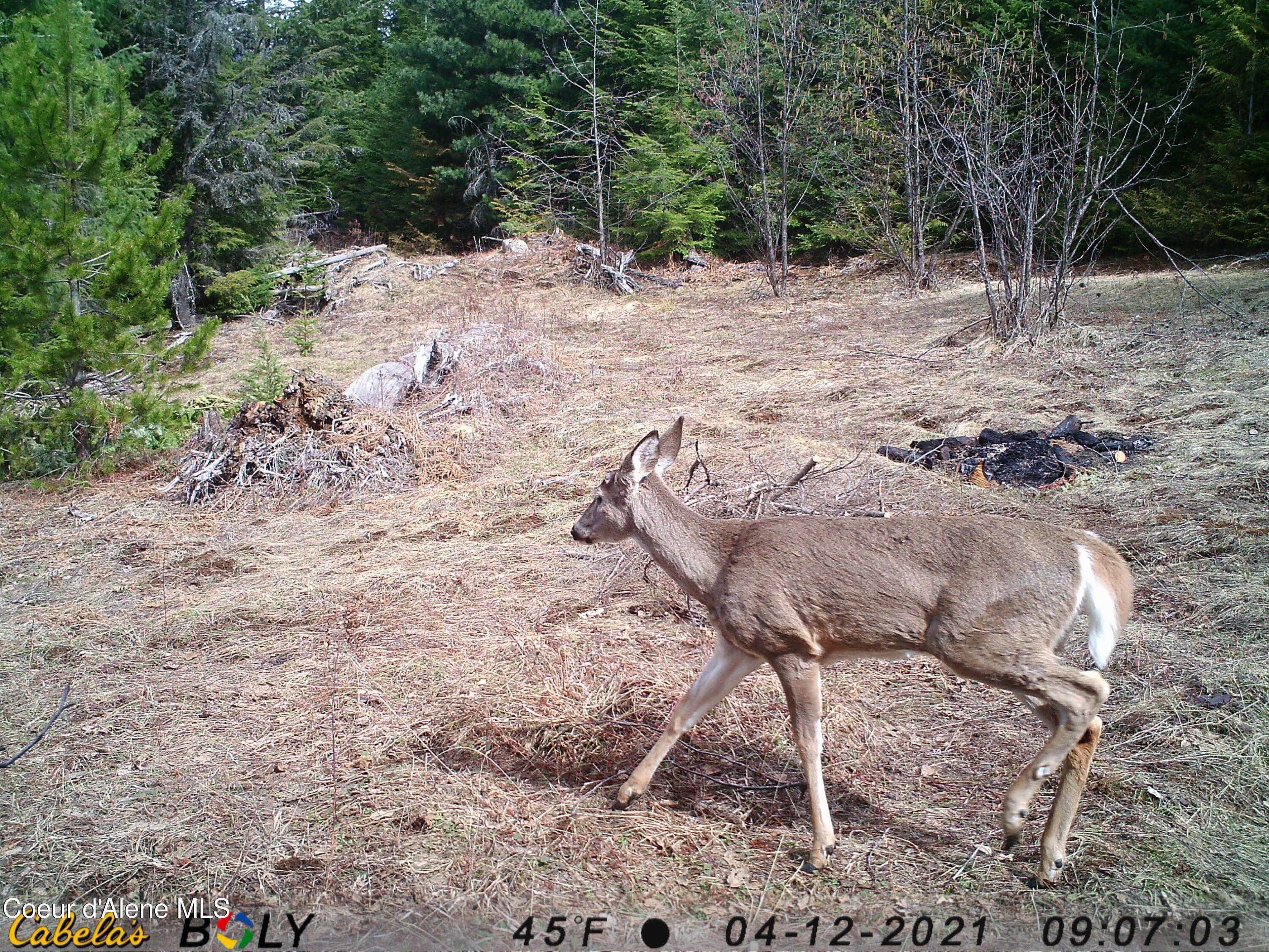 900 Rising Hawk Rdg Road Sandpoint, ID 83864 - Photo 21 of 28 Whitetail Doe