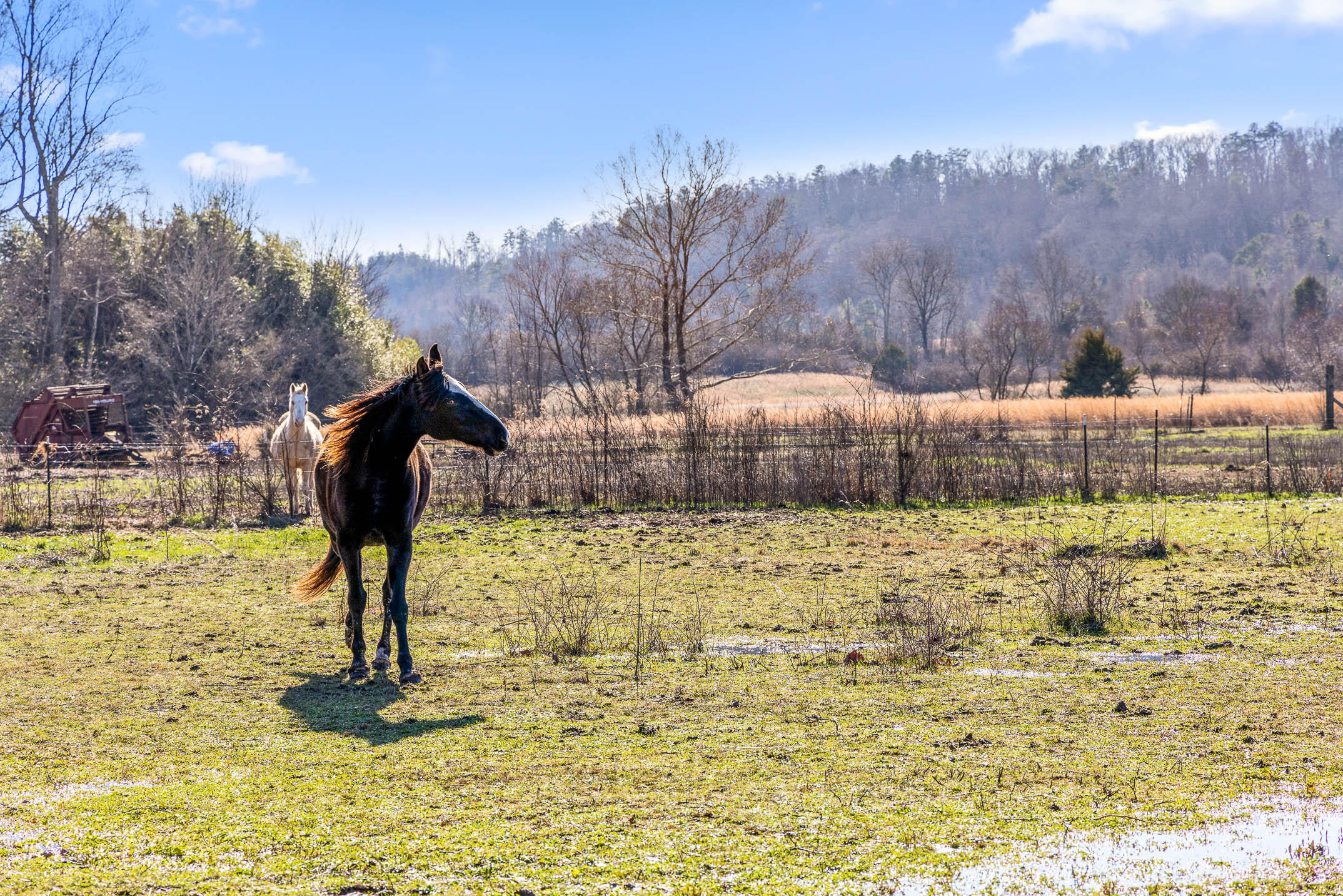 3741 Bill Jones Road Apison, TN 37302 - Photo 4 of 17 Pasture land for cattle or horses