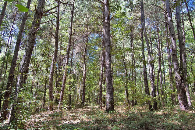 a view of a lush green forest
