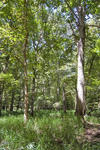 a view of a yard with plants and trees