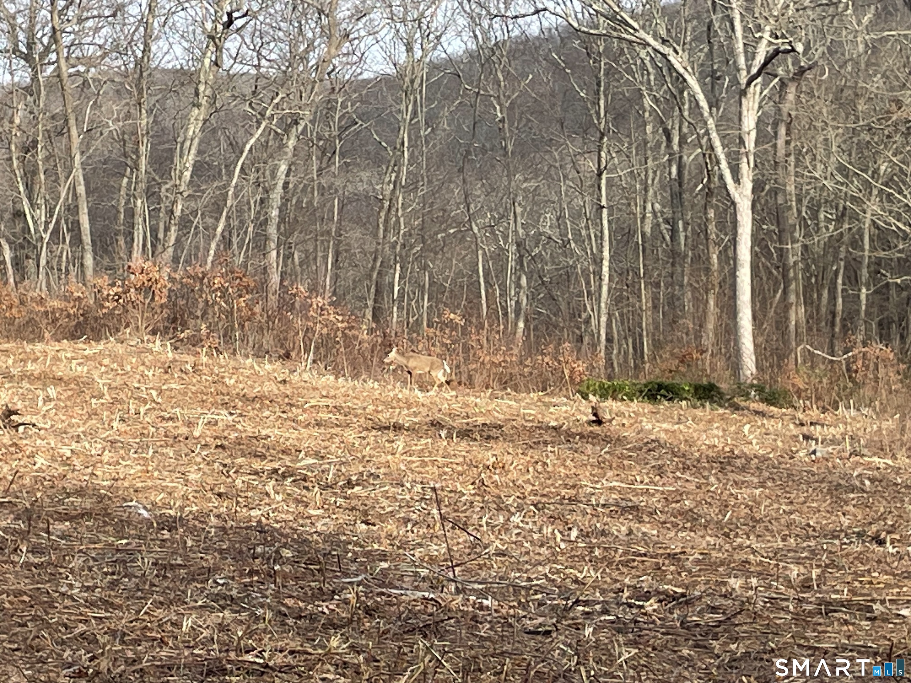 197 Tinker Hill Road Washington, CT 06777 - Photo 24 of 25 a view of a backyard of the house