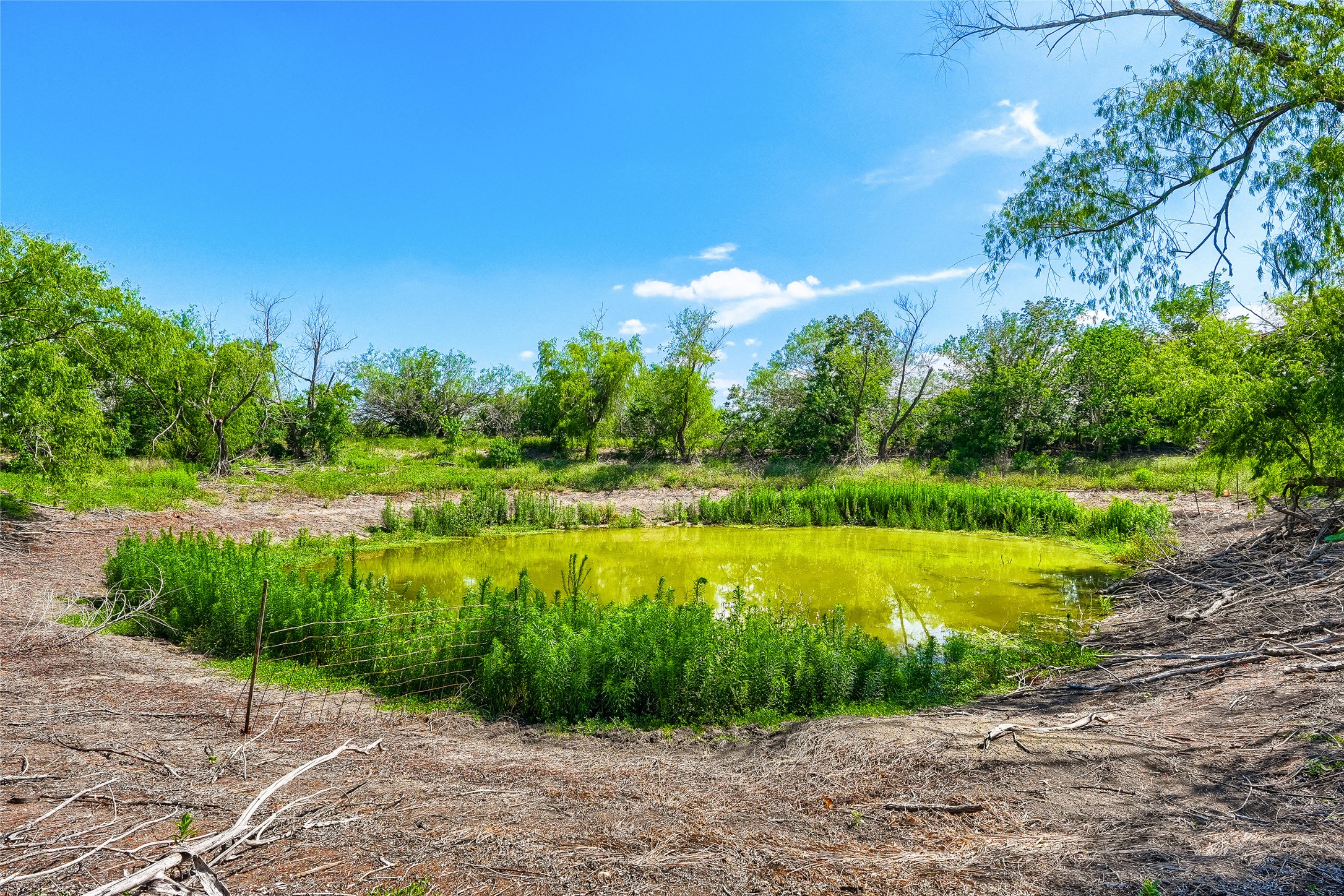 401 Graef Road Kyle, TX 78640 - Photo 5 of 30 A vibrant green pond provides a natural oasis amidst abundant trees and greenery under a clear sky.