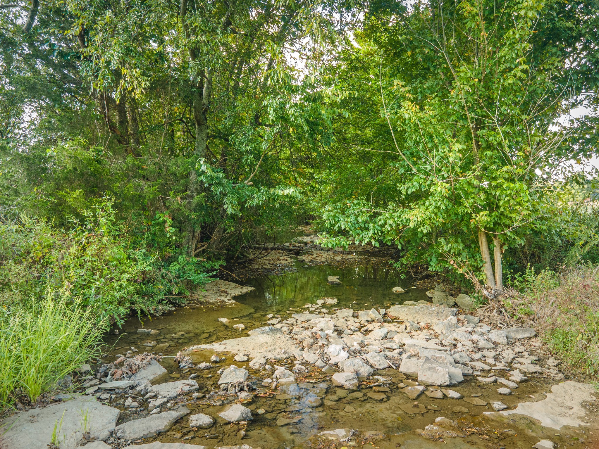 1642 Caughran Road Lewisburg, TN 37091 - Photo 87 of 92 a view of a lake with a tree