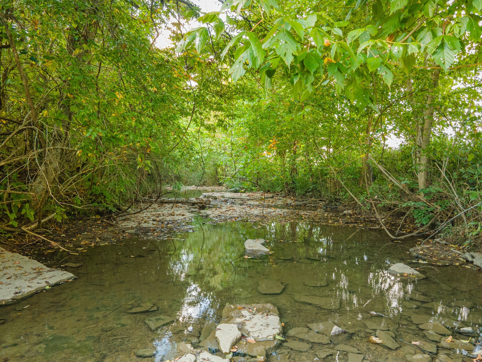 1642 Caughran Road Lewisburg, TN 37091 - Photo 88 of 92 a backyard of a house with lots of green space