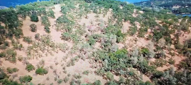 a view of a forest with a tree in the background