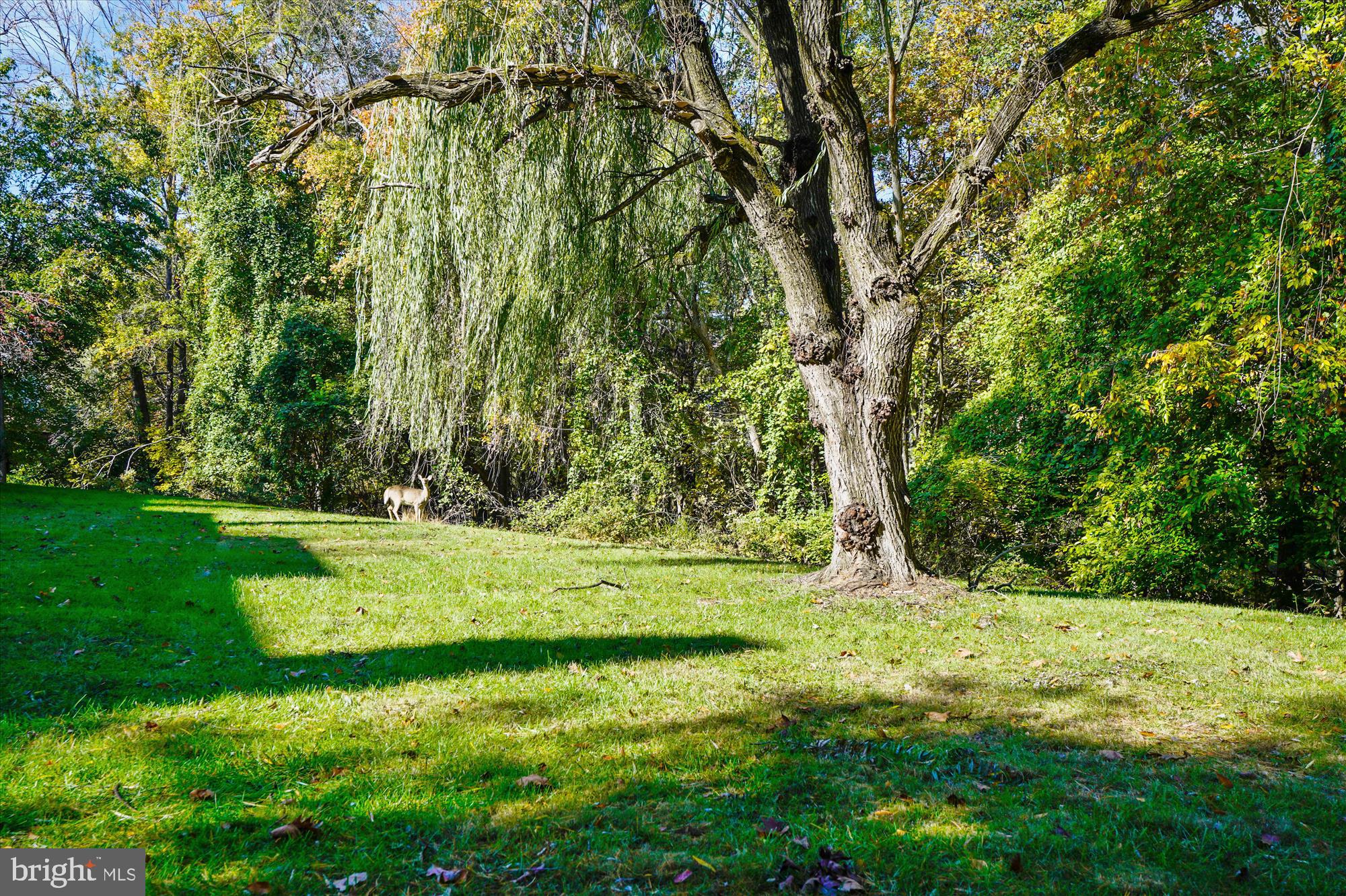 2002 Masters Drive Baltimore, MD 21209 - Photo 28 of 32 Back Yard